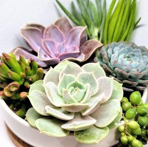 Live Succulent Arrangement Centerpiece Home Decor Ceramic White 6.5" Pot
